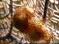 flamingo tongue in love at window dive site in parguera a... by Victor J. Lasanta 